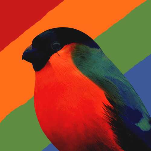 BULLFINCH